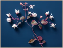 Bacopa Monnieri